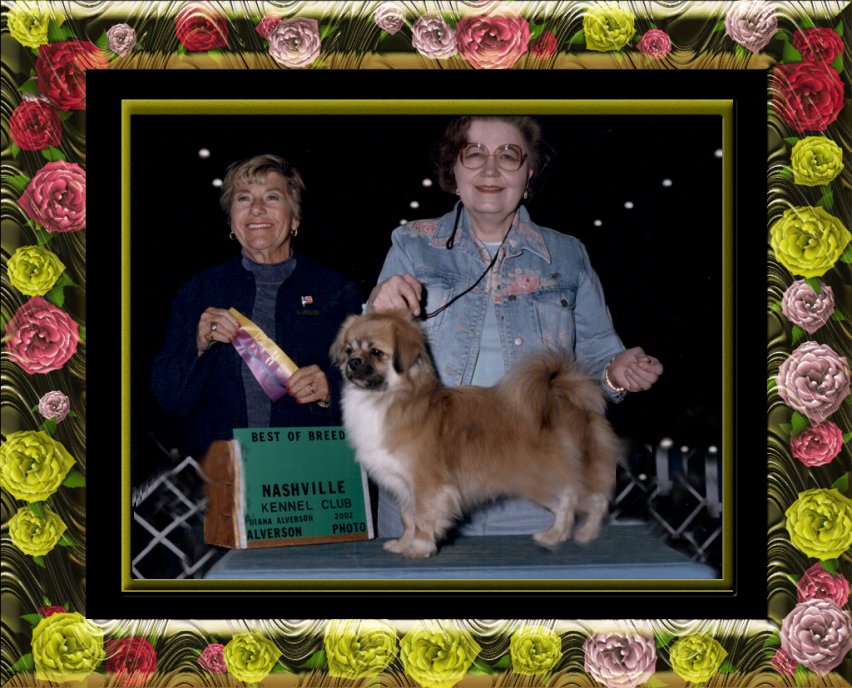 Ch Gin-Tai's The First Edition, 'EDDIE', shown going BEST of BREED with Breeder/Owner/Handler, Kathryn E. Phillips!